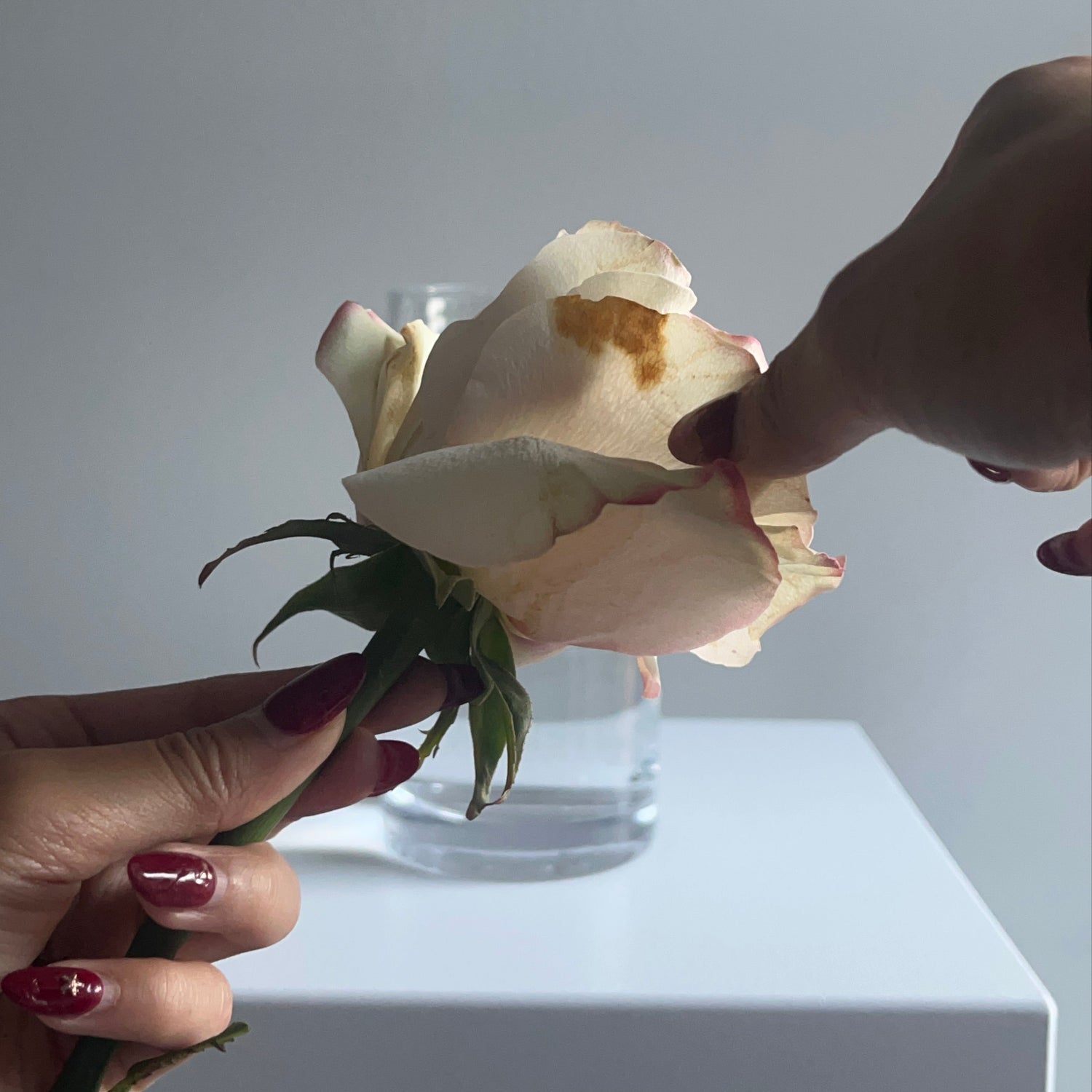 peeling off wilted flower petals
