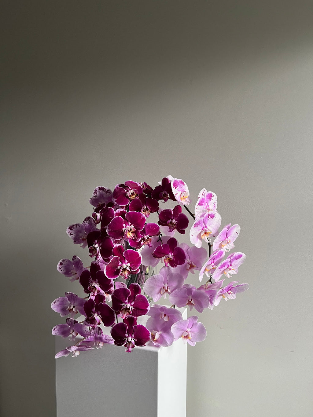 phalaenopsis orchids multiple