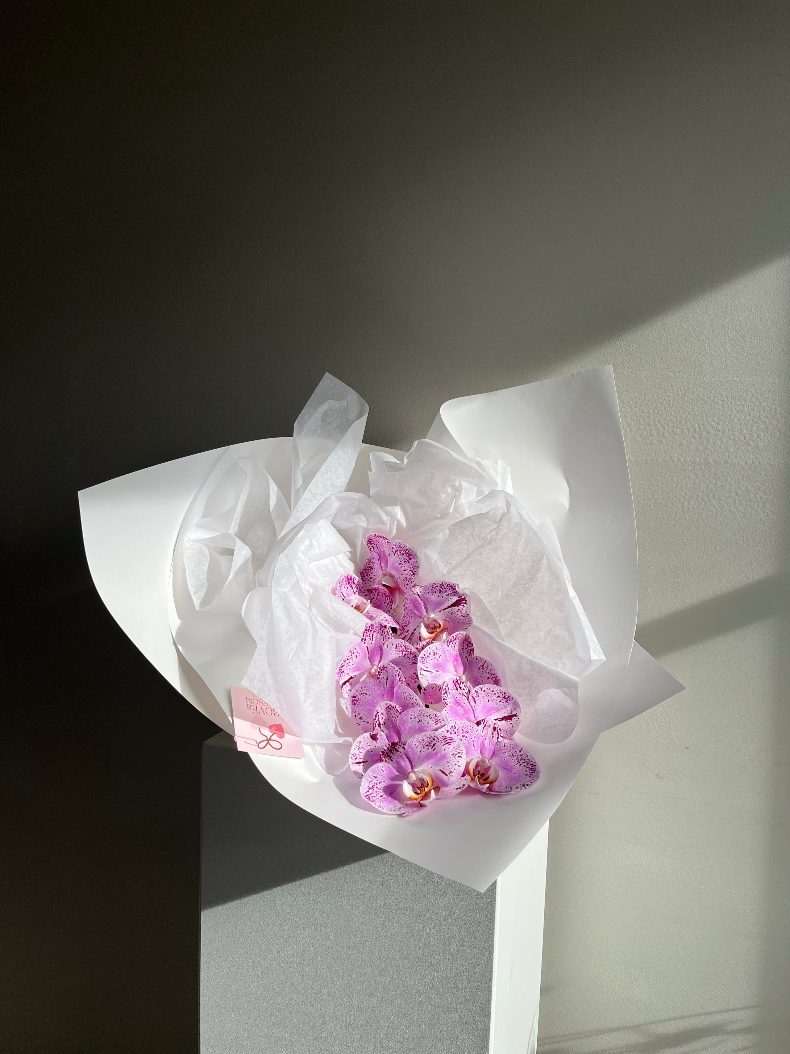 phalaenopsis orchids